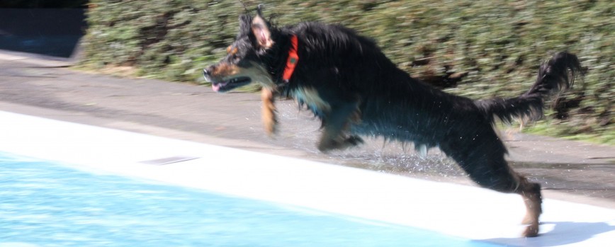 Hundeplanschen für die ganze Familie!