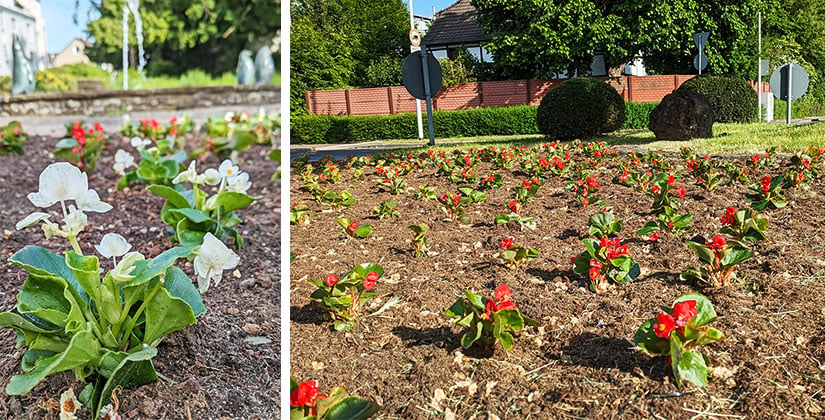 Stadtbild wird dank 4.800 neuer Blumen farbenfroh aufgelockert