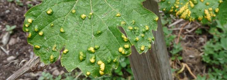 Schädlingsbekämpfung Schädlingsbekämpfung