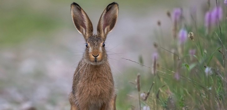 Dennoch gilt es kranke (Wild-)Tiere zu melden. Der Erreger ist hochinfektiös. Dennoch gilt es kranke (Wild-)Tiere zu melden. Der Erreger ist hochinfektiös.