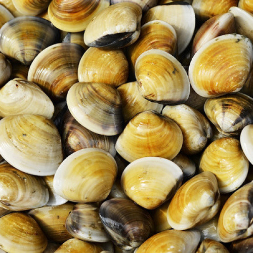 Venusmuscheln ganz 50/70 TK 1kg Venusmuscheln ganz 50/70 TK 1kg