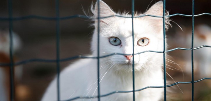 Katzen werden häufig versehentlich zum Fundtier Katzen werden häufig versehentlich zum Fundtier