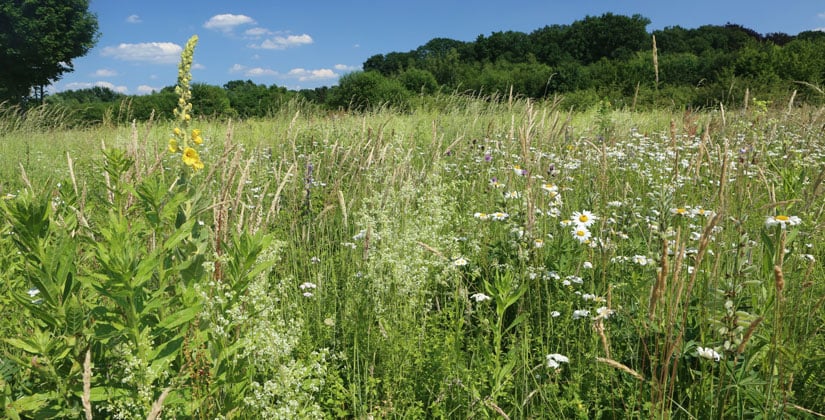 Mit dem NABU die Pflanzen- und Tierwelt und Lebensräume gemeinsam erkunden Mit dem NABU die Pflanzen- und Tierwelt und Lebensräume gemeinsam erkunden