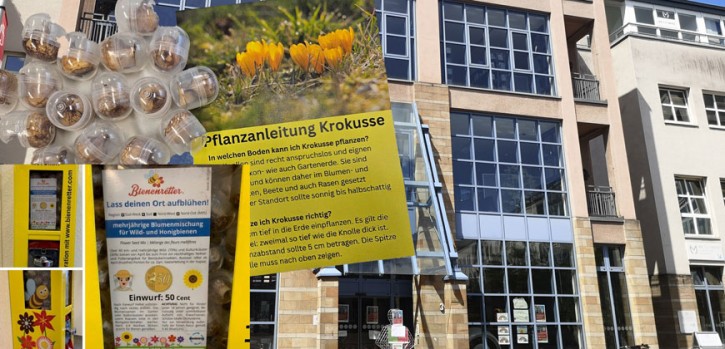 Winterhart und für Blumenkästen, Beete und Rasen geeignet