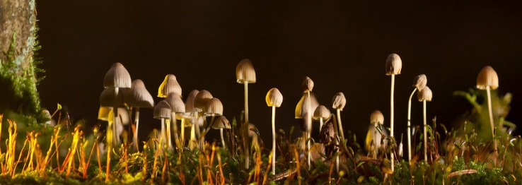 Pilze Pilze