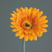 Kunstblume Gerbera
Kunstblume Gerbera Kunstblume Gerbera
Kunstblume Gerbera