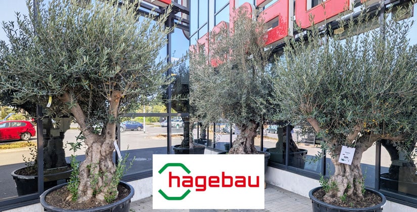 Olivenbaum Olea Europaea jetzt beim Hagebaumarkt Quintus in Haan zum Schnäppchenpreis