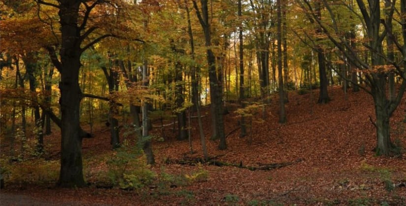Naturkundliche Führung mit Bernd dem Waldbaumtroll Naturkundliche Führung mit Bernd dem Waldbaumtroll
