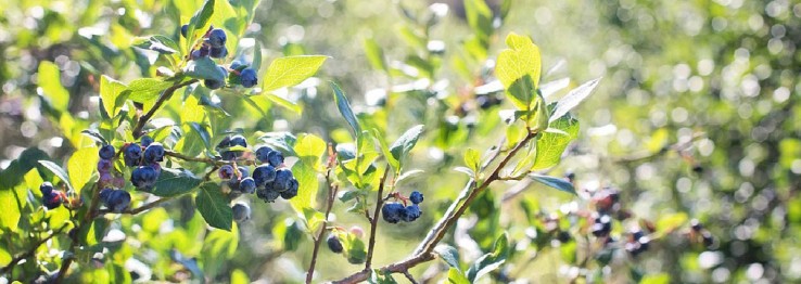 Bio Produkte Bio Produkte