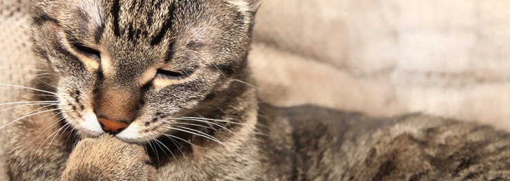 Tierhygiene Tierhygiene