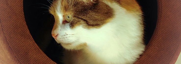 Tiermöbel Tiermöbel