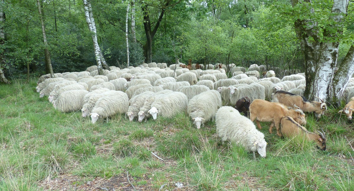 Moorschnucken-Hilden-Heide-Herde