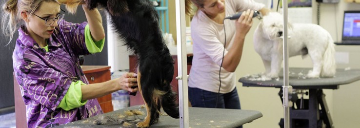 Hundefrisör Hundefrisör