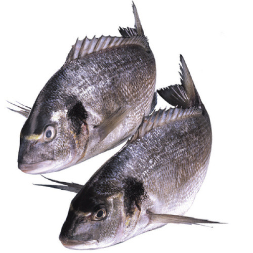 Dorade Royal ausgenommen mit Kopf frisch 400-600g Dorade Royal ausgenommen mit Kopf frisch 400-600g