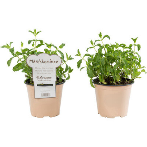 Minze Marokko frisch 315 g Minze Marokko frisch 315 g