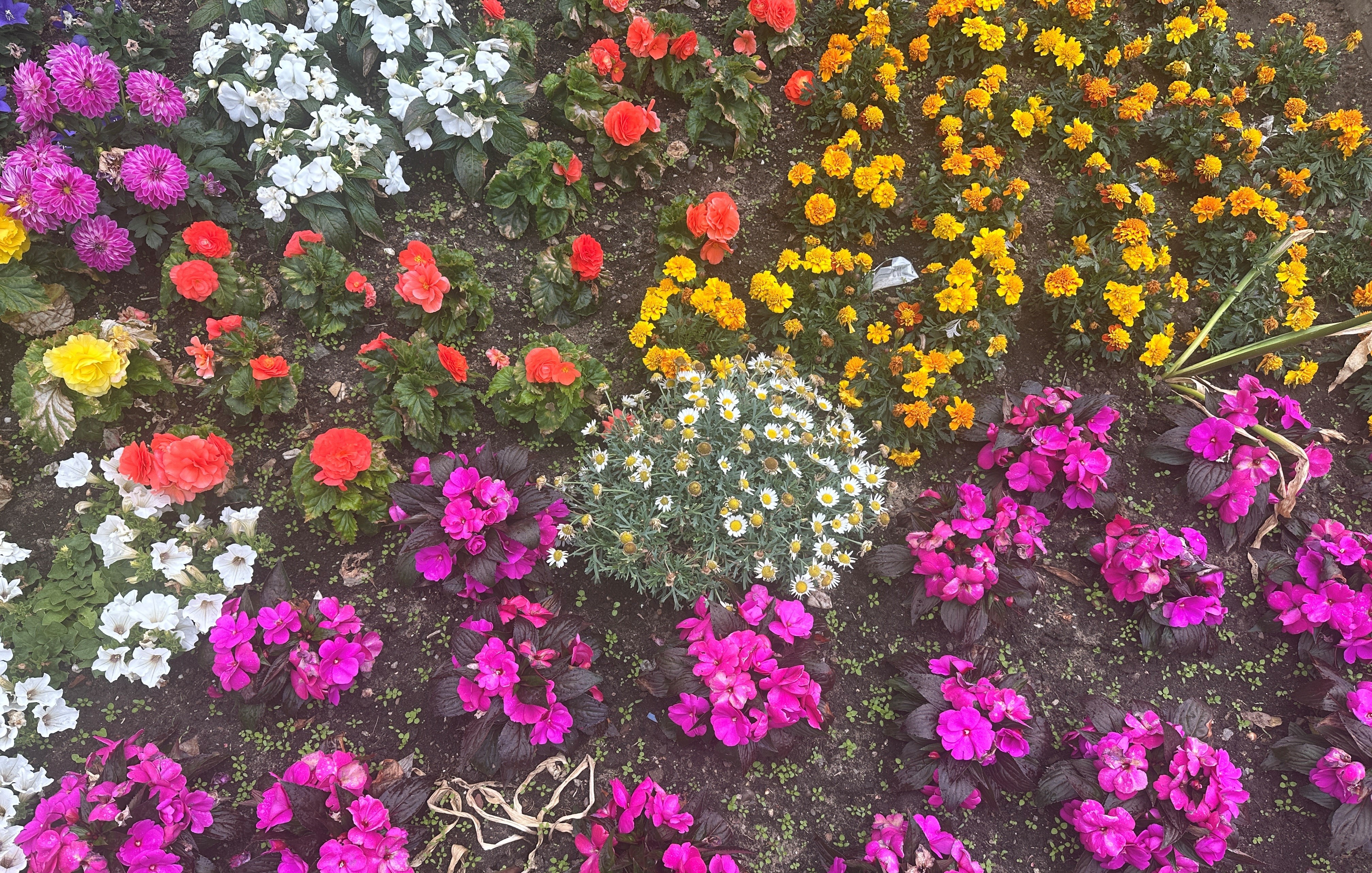 Haan-Beispiel-Blumenbeet
