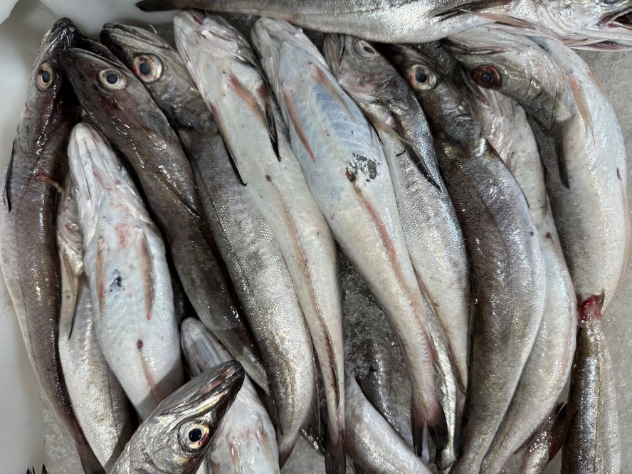 Fisch-Schaelte-Haan-frischer-Tisch-kommt-auf-den-Tisch-anzeiger24y4JAqueYIA9JQ