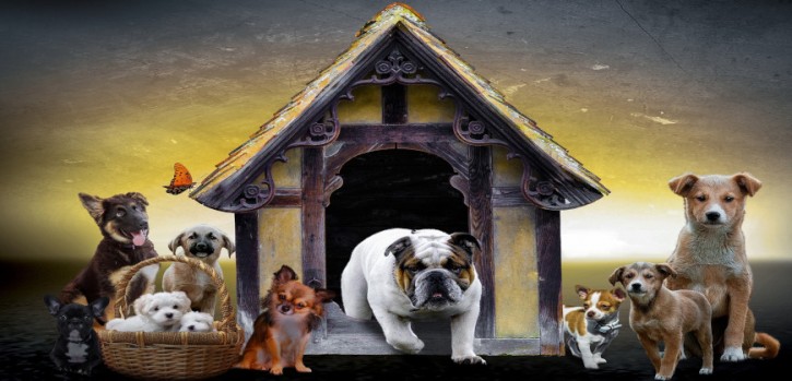 Stadt führt zurzeit eine Hundebestandsaufnahme durch Stadt führt zurzeit eine Hundebestandsaufnahme durch