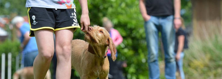 Hundeschule Hundeschule