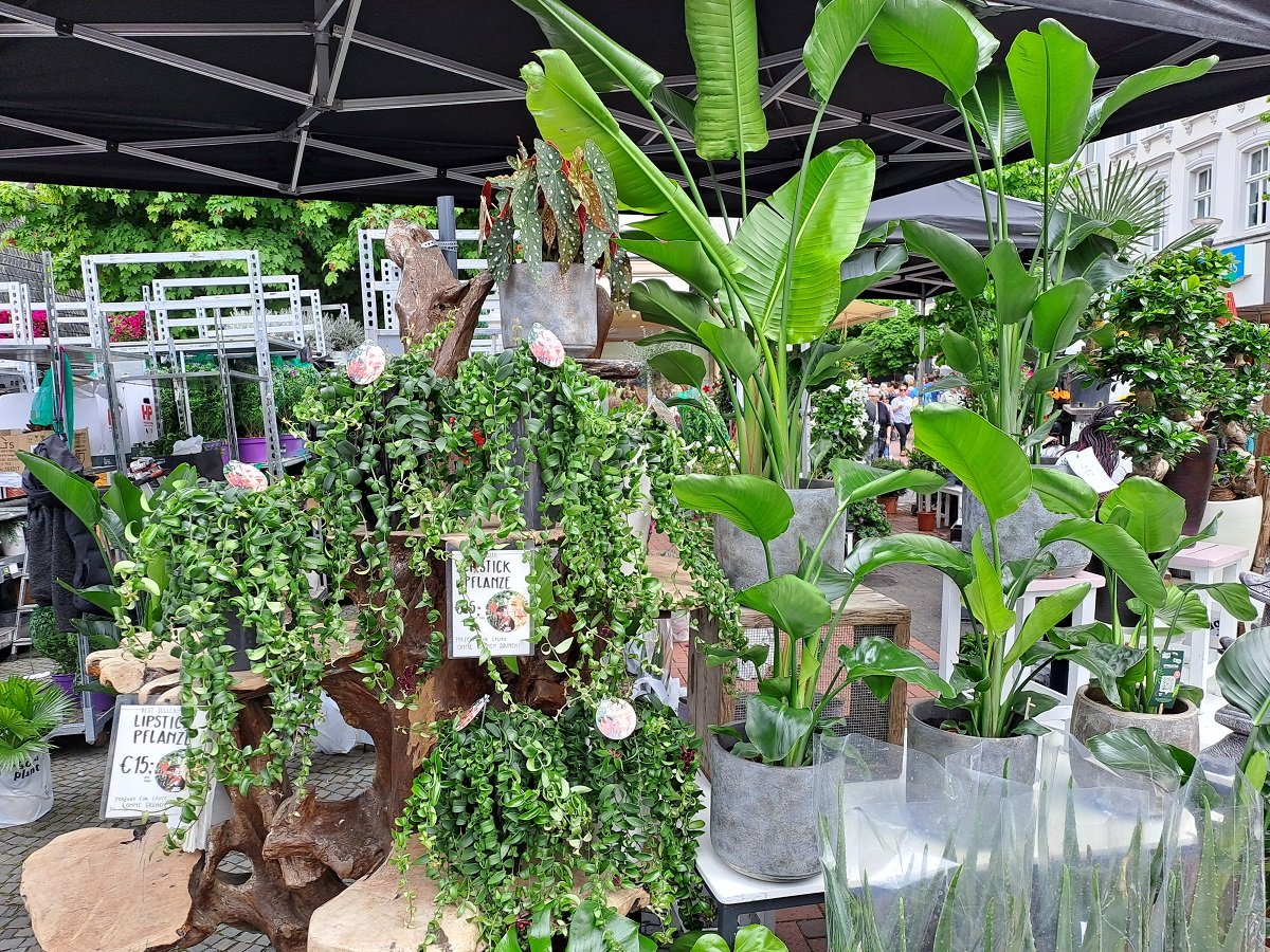 Herbstmarkt-2024