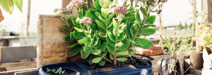 Gartengestaltung Gartengestaltung