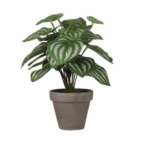 Mica Decorations Peperomia Kunstpflanze im Blumentopf Stan Hellgrün 1St Mica Decorations Peperomia Kunstpflanze im Blumentopf Stan Hellgrün 1St