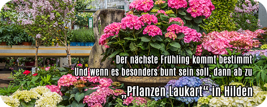 pflanzen-laukart-hilden-blumenpvnnThOALSYwO