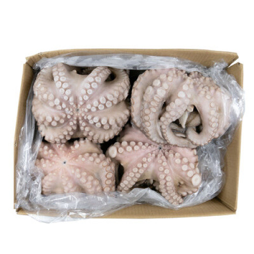 Oktopus ganz 1,5-2kg Oktopus ganz 1,5-2kg