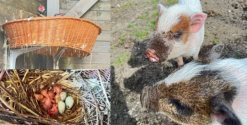 Kolkraben, Mini-Schweinchen und ein buntes Programm: Zauberhafte Tierwelt entdecken