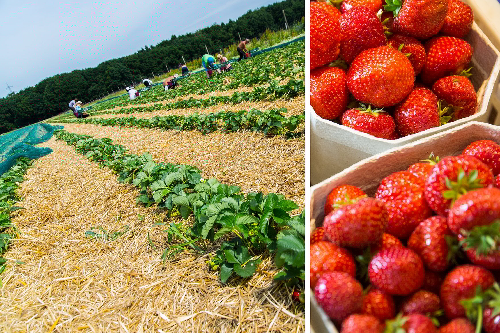 Erdbeerfeld-weeger-erdbeeren-fr-chte-obst-bauernhof