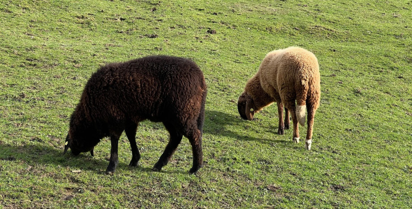 Schäfer und Landwirte in Leverkusen stehen vor einer Herausforderung