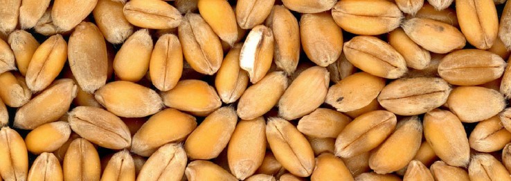 Glutenfreie Lebensmittel Glutenfreie Lebensmittel