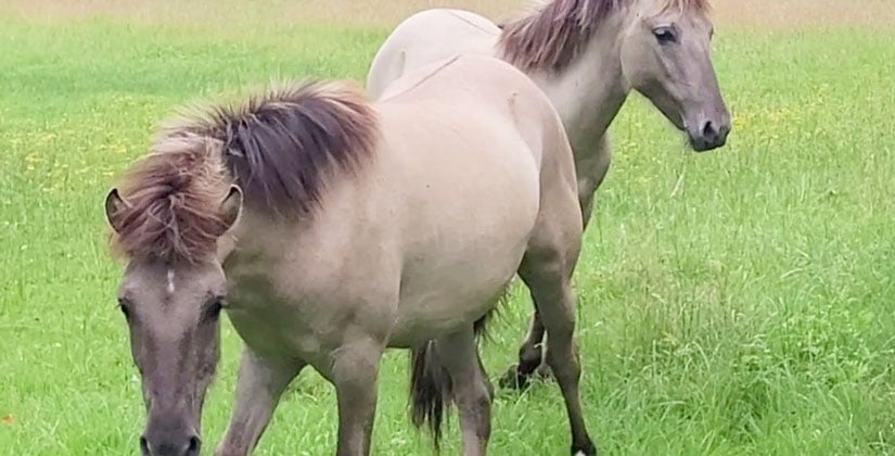 Ein bisschen wie ein Märchen: Zwei neue Heck-Pferde bereichern die traditionsreiche Herde Ein bisschen wie ein Märchen: Zwei neue Heck-Pferde bereichern die traditionsreiche Herde