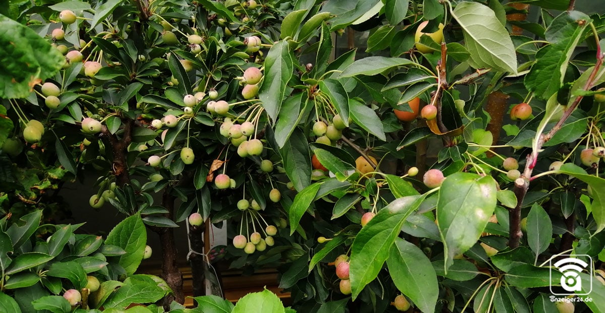Hilden Obstbäume Pflanzen Laukart Pflanzen-Laukart-Hilden-Obstbaeume-Aprikose