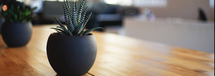 Zimmerpflanzen Zimmerpflanzen