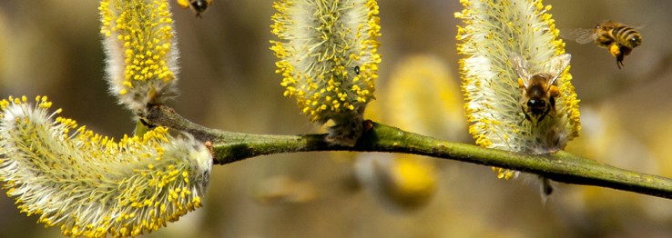 Allergologe Allergologe