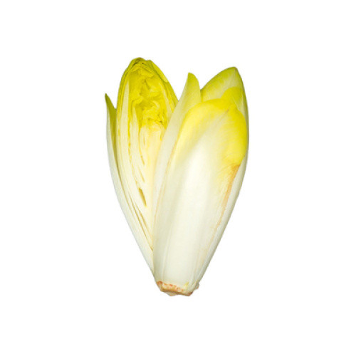 Chicorée frisch Chicorée frisch