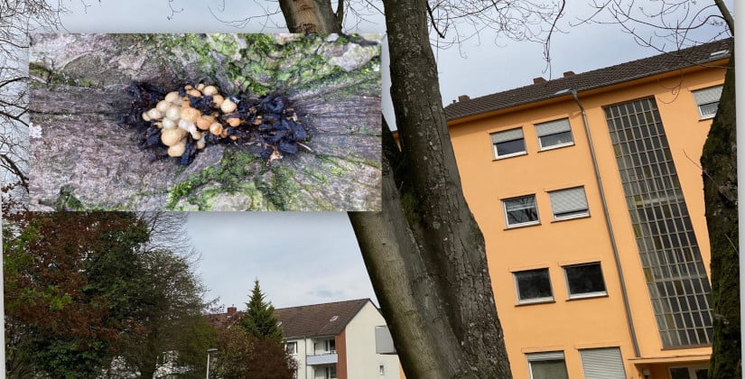  Baum am Kinderspielplatz von Pilz befallen