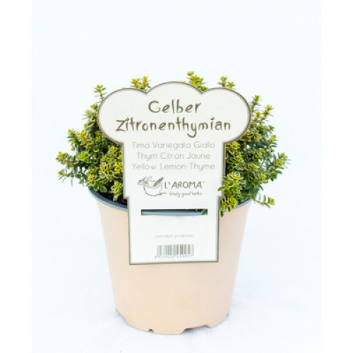 Zitronenthymian frisch 315g Zitronenthymian frisch 315g
