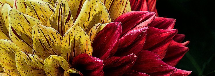 Pflanzen & mehr Pflanzen & mehr