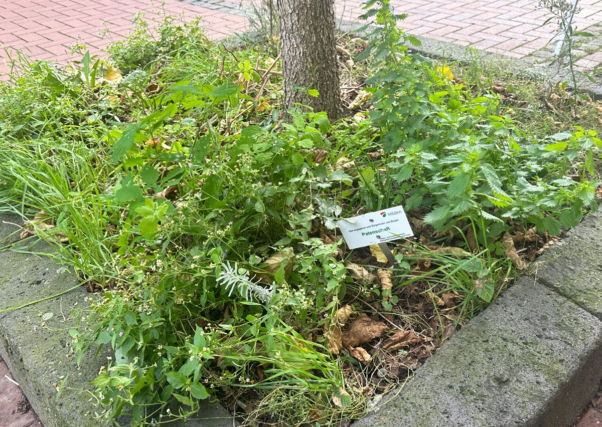 Baumpaten-ernst-nehmen