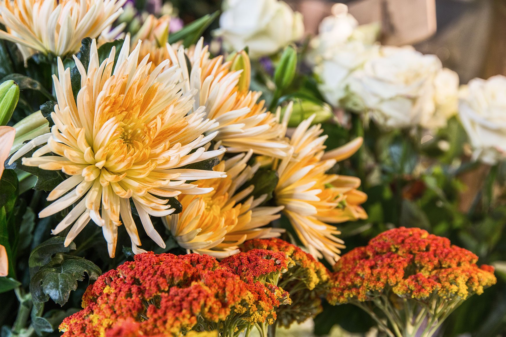 Mittagsblumengewachs-bei-Blumenpavillon-Merkelbach