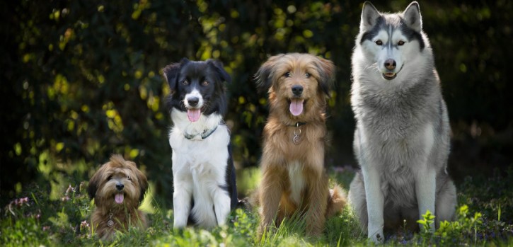 Zuwachs bei Hundesteuer-Einnahmen in der Gänselieselstadt Zuwachs bei Hundesteuer-Einnahmen in der Gänselieselstadt