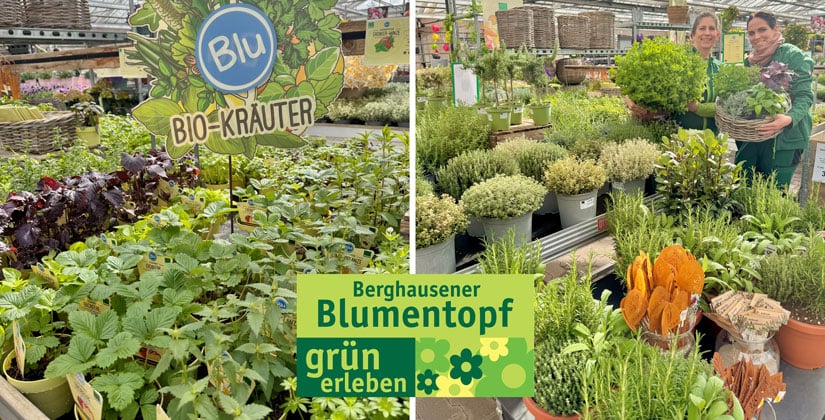 Mehr Geschmack, mehr Grün: Kräuterzeit in Langenfeld – jetzt wird’s grün im Garten! 