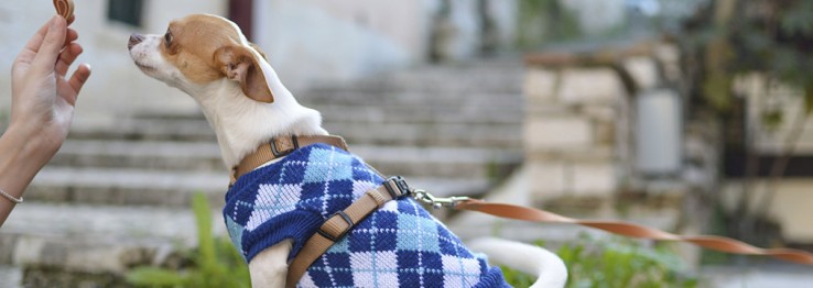 Tierkleidung Tierkleidung