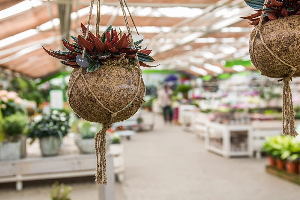 berghausener-blumentopf-blumenhandel-pflanzen-gartenzubehoer-geschenkartikel-garten-langenfeld-331oYwDiUQzKqS