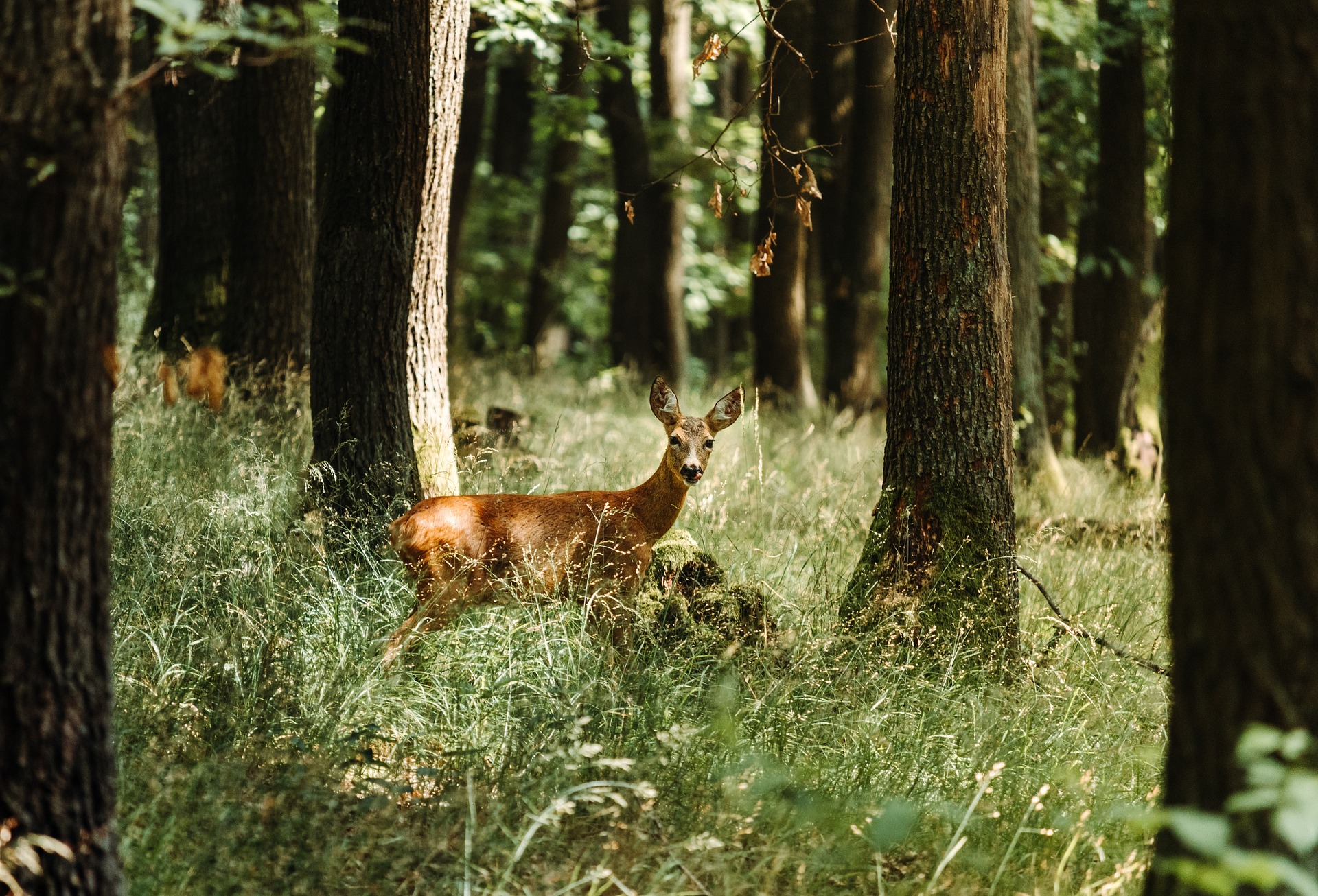 deer-5406930_1920