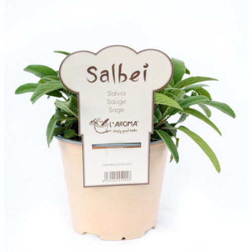 Salbei frisch 315 g Salbei frisch 315 g