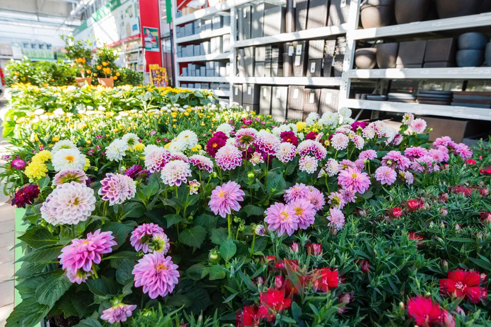 Hagebaumarkt-Quintus-Haan-Gartenabteilung-Blumen-Fruehjahr-2025VQkGzF1kAdy3V