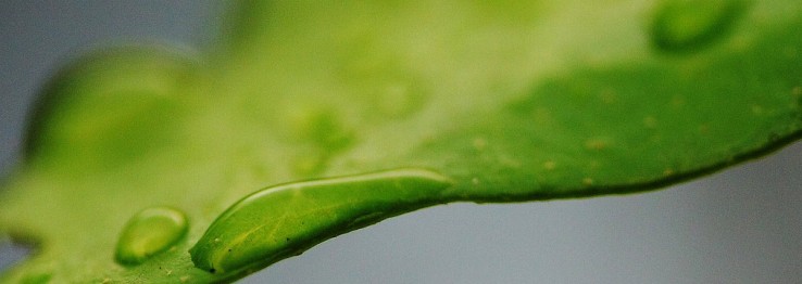 Feuchttücher Feuchttücher